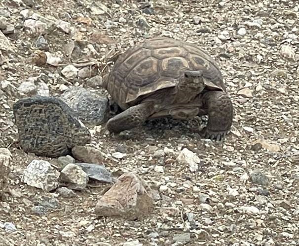 Mojave Max Has Emerged! March 26, 2022 at 1221 pm CCDCP Mojave Max
